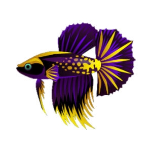 Purple Beauty Betta